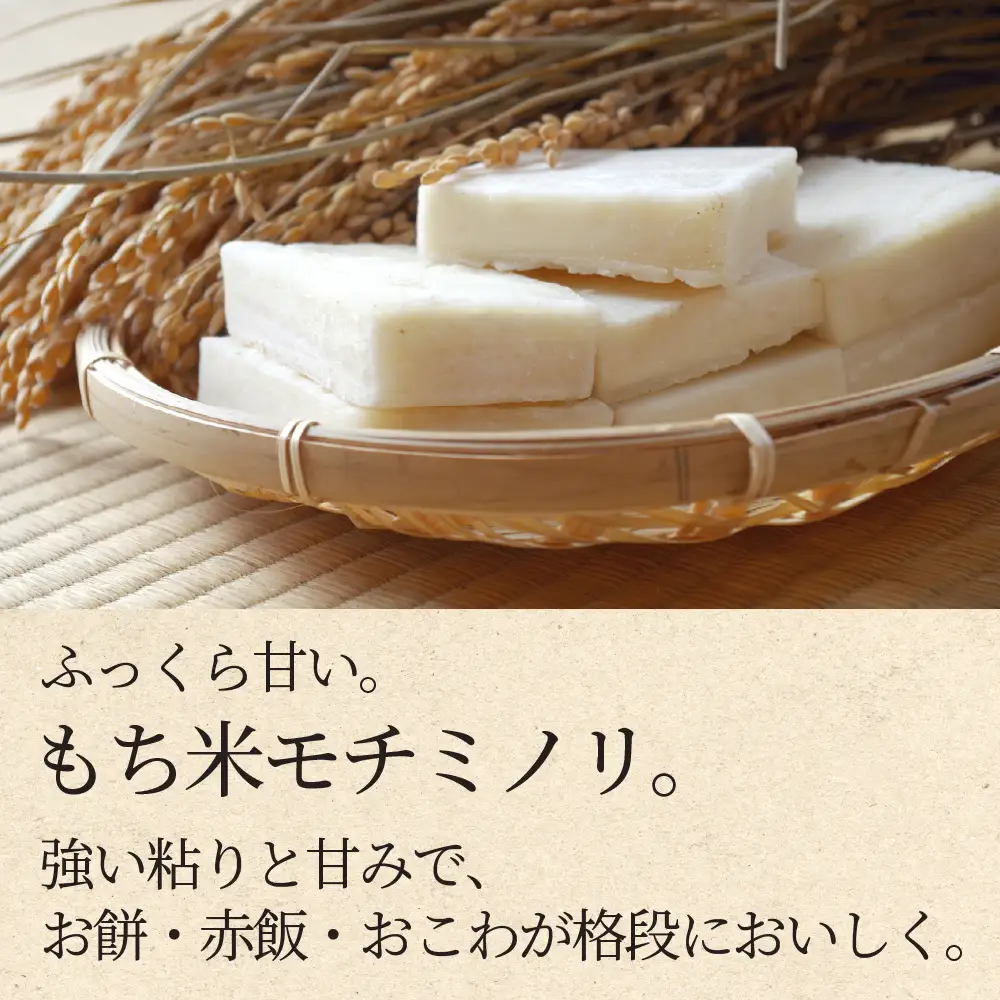≪令和8年度産≫先行予約 もち米 モチミノリ 5kg｜もち米