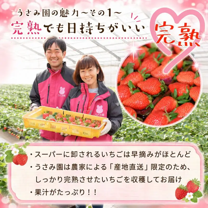 【2月~3月発送】畑のいちご やよいひめ 4パック いちご