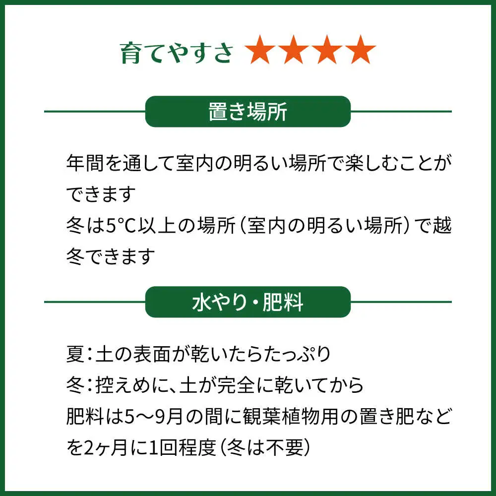 凸凹葉っぱの珍しいモンステラ 『モンステラ・ジェイドシャトルコック』 糸島市 / cocoha 観葉植物 グリーン 緑 インテリア[AWB041]
