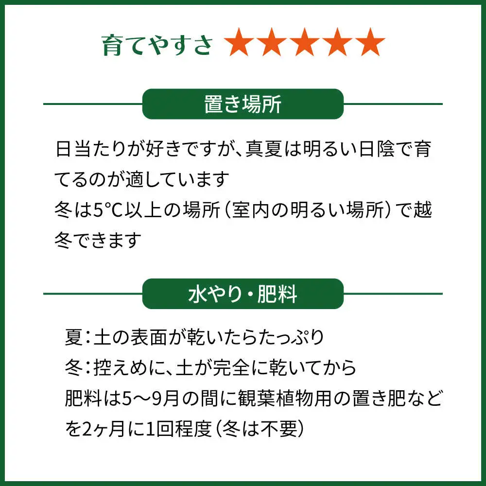 電磁波吸収サボテン 『セレウス・ペルヴィアナス(セレウスサボテン) 』 糸島市 / cocoha 観葉植物 グリーン 緑 インテリア[AWB042]