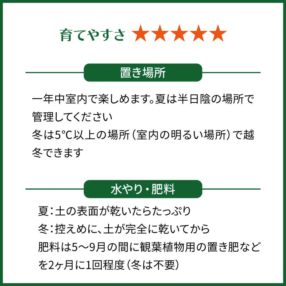 鮮やかなイエローグリーンが美しい 『フィロデンドロン・インペリアルゴールド』 グレースクエアポット付 糸島市 / cocoha 観葉植物 グリーン 緑 インテリア[AWB044]