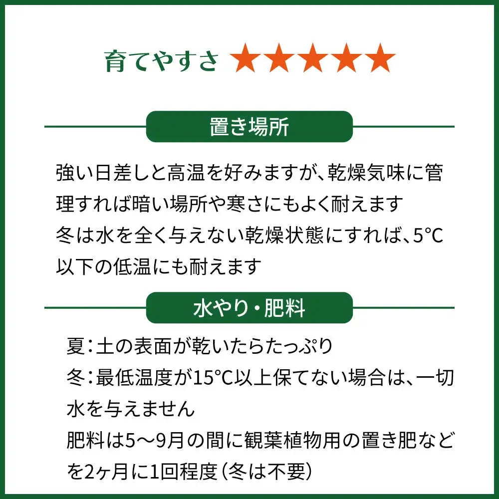 マイナスイオン発生植物！シルバーリーフ 『サンスベリア・ムーンシャイン』 ボーダーボールポット付 糸島市 / cocoha 観葉植物 グリーン 緑 インテリア[AWB045]