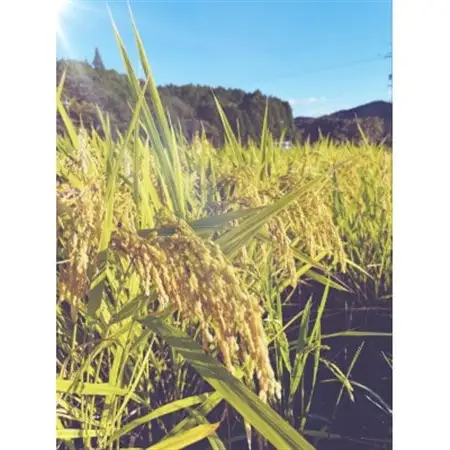 きぬむすめ　精米5kg【1693697】