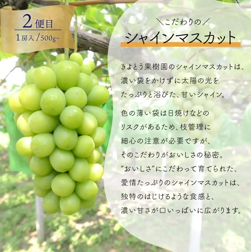 1房お試し定期便! ピオーネ・シャインマスカット・紫苑の3回便(定期便)(岡山県産) 【2026年先行予約】 【KF-T057-01】