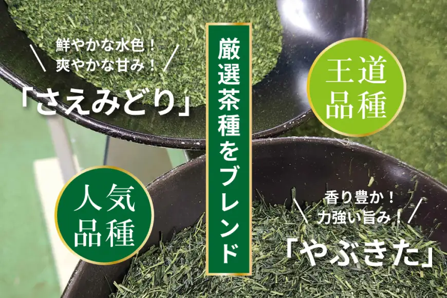 お茶 ティーバッグ 特撰 みやざき煎茶 紐付き 5袋 セット