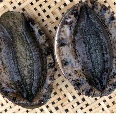 【金曜日発送】漁師直送!天然活黒アワビ約500～600g(1～2枚)【配送不可地域：離島・北海道・沖縄県・中国・四国・九州】【1693531】