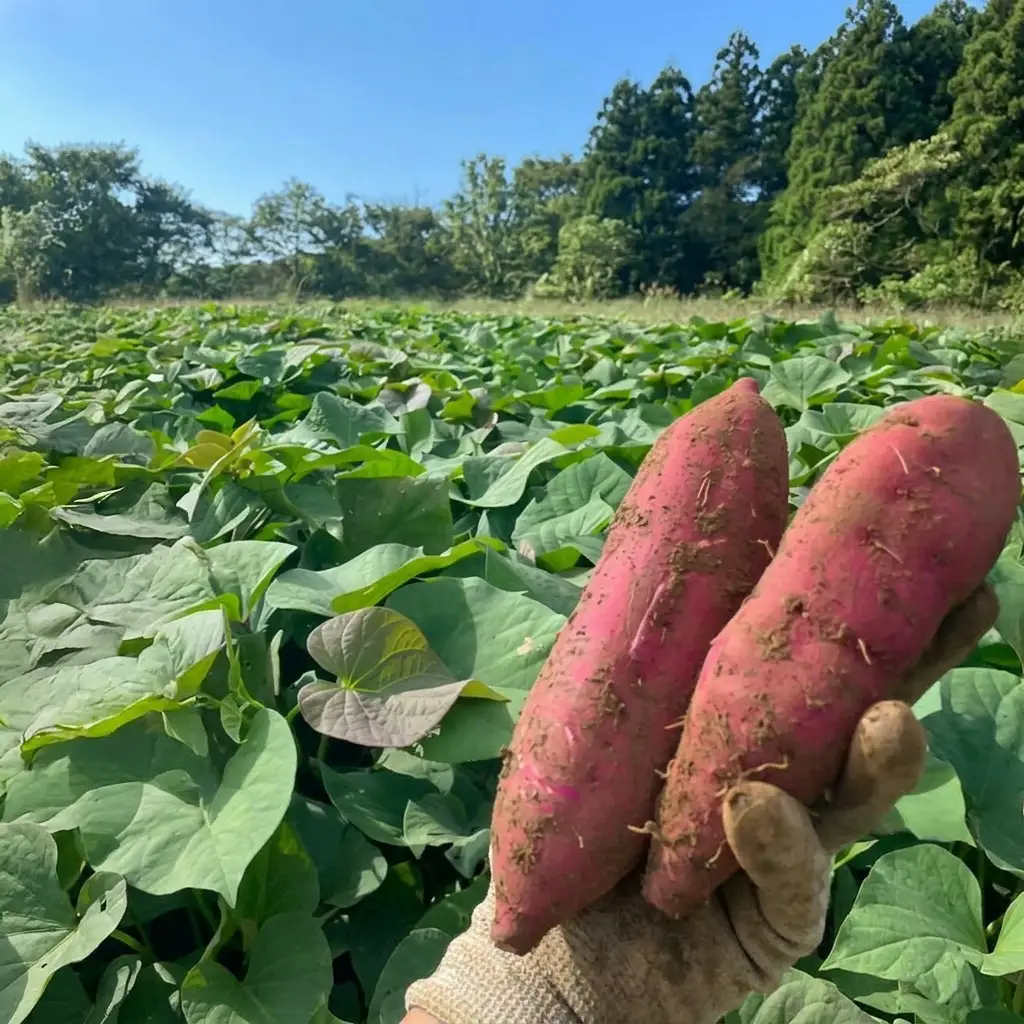 まるたき工房 干し芋 紅はるか 900g さつまいも 干し芋