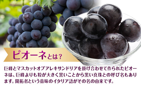 【先行予約】ぶどう ご家庭用 ピオーネ 約5kg (7房~13房) もりおか農園《9月上旬-10月上旬頃出荷》岡山県 浅口市 送料無料 ぶどう フルーツ 果物 くだもの デザート おやつ【配送不可地域あり】