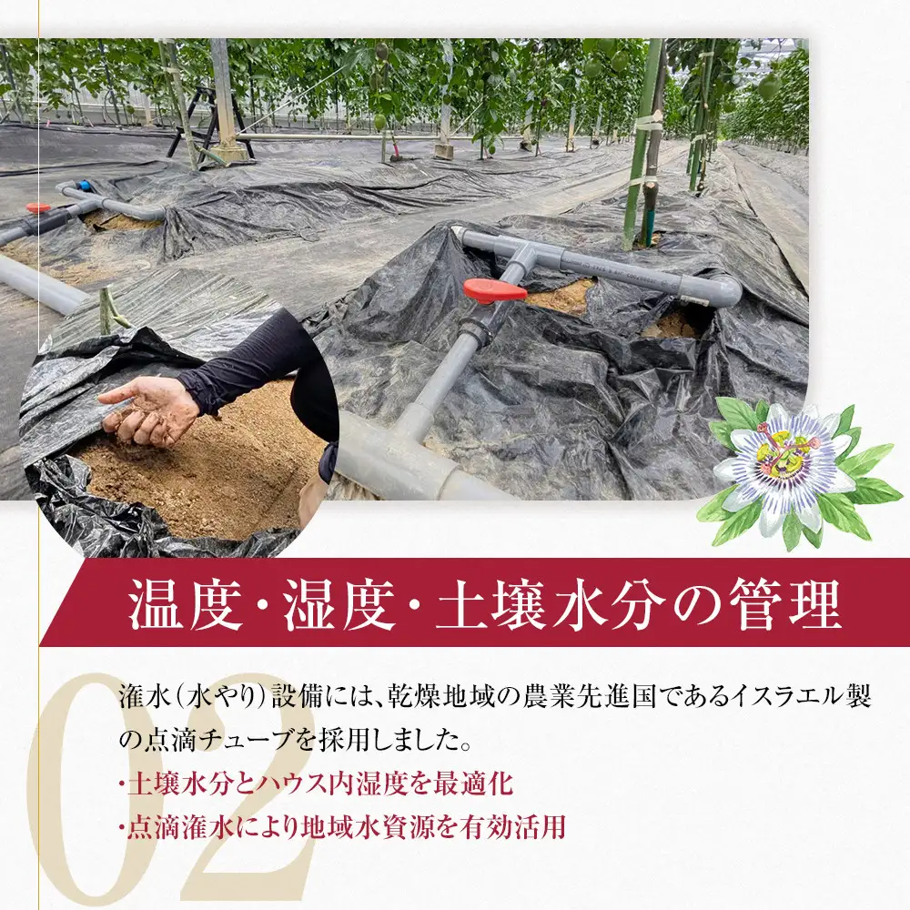 期間限定【農薬不使用】奄美完熟パッションフルーツ 贈答用化粧箱入り（農家直送）｜食品微生物　バイオスティミュラント　土壌フローラの改善　点滴潅水　皇室献上　送料無料　国産　無農薬
