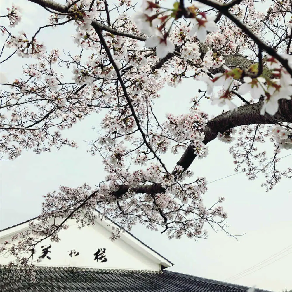 美和桜 特別純米酒 お酒 地酒 酒 純米酒 広島 美和桜 [APBF010] 日本酒 