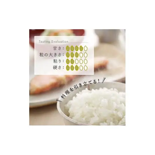 米 【6か月定期便】R7年産 新潟県産 こしいぶき 10kg （精米）