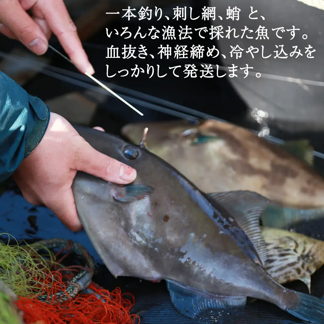鮮魚 セット 【 配達地域限定 】 神経締め 血抜き済 2～2.5kg 冷蔵 産地直送 瀬戸内海
