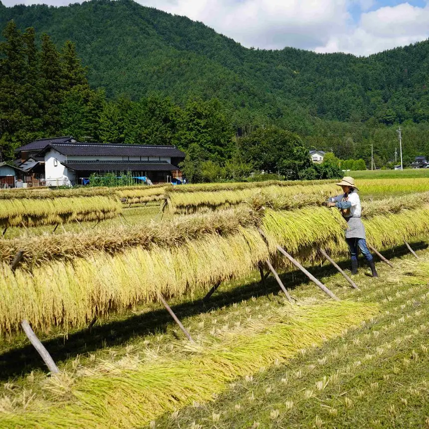幻のお米 朝日 あさひ 玄米 5kg 自然栽培 天日干し | お結び自然農縁