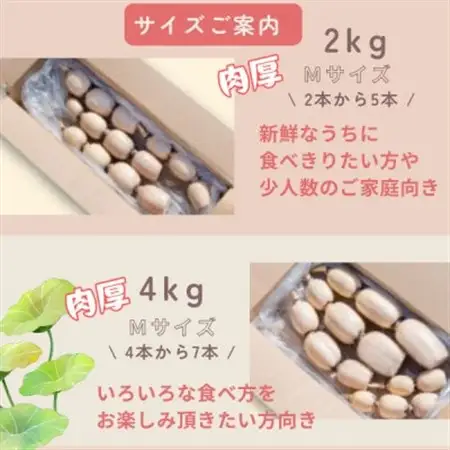【茨城県産】掘りたて肉厚れんこん 計4kg【配送不可地域：離島・沖縄県】【1696247】
