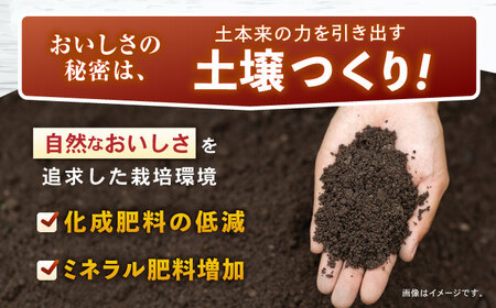 じゃがいも アイマサリ 5kg (S?2Lサイズ/約30?40個) / じゃがいも ジャガイモ ポテト 九州 あいまさり アイマサリ 野菜 やさい / 諫早市 / スマイルファーム　[AHFG005]