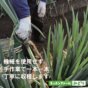 キッチンファームみどりの白ねぎ LLサイズ 1kg （土付き） 006KM02N.／ねぎ ネギ 白ネギ 白ねぎ