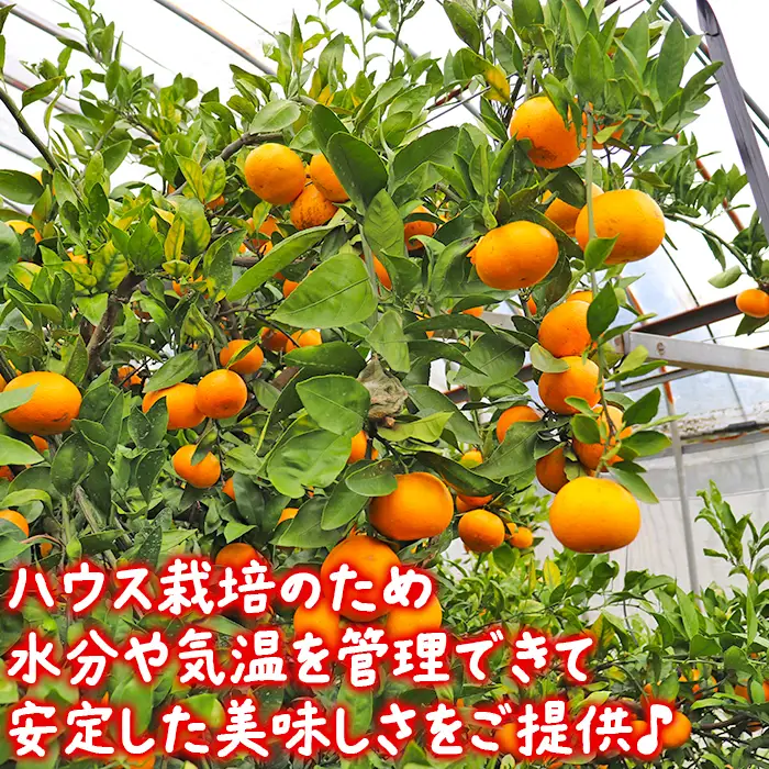 温州みかん (訳あり 家庭用) 屋根掛けハウス栽培 5kg＋傷み補償分200g (宮川早生と興津早生の混合)【土山農園】 先行予約 柑橘類 フルーツ 12月 1月 期間限定 果物 九州 ＜050-001＞
