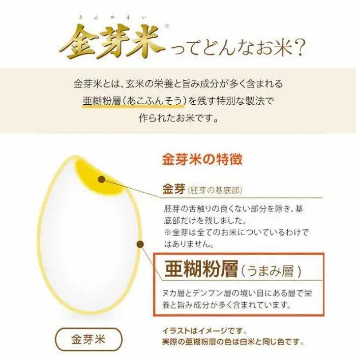 BG無洗米・金芽米きぬむすめ 10kg （5kg×2袋）計量カップ無し【令和7年産 節水 健康 ビタミン ミネラル つや お弁当 おいしい うまみ 甘み ふっくら 簡単 島根県 安来市】【価格改定】【30-SS-64-2】