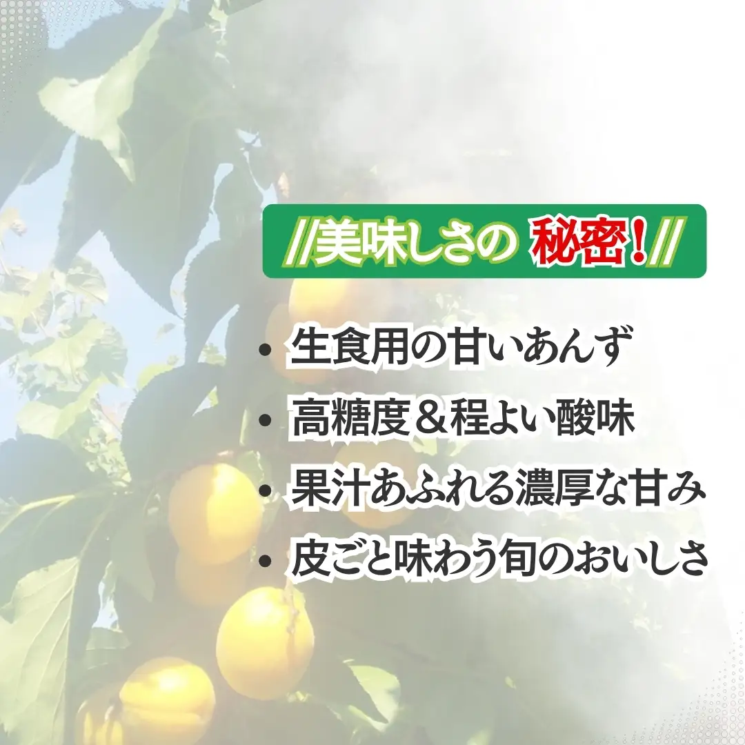 【2027年先行予約】あんず おひさまコット(生食/皮ごとOK)  バラ詰め 約2kg | あんず