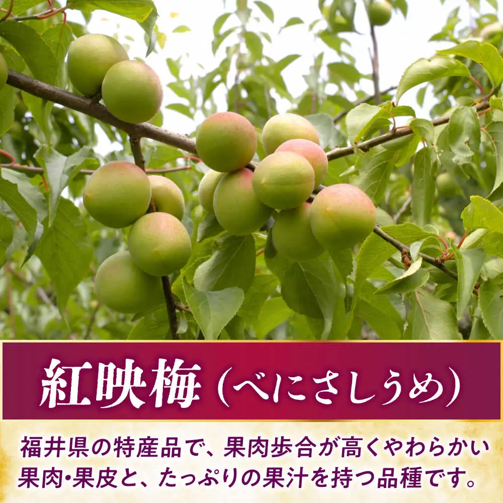 うめグラッセ セミドライ 16粒入 紅映梅使用 / 梅 ウメ 甘酸っぱい 梅スイーツ 小浜市 / アップ・トゥ・ユウ[BFAU006]