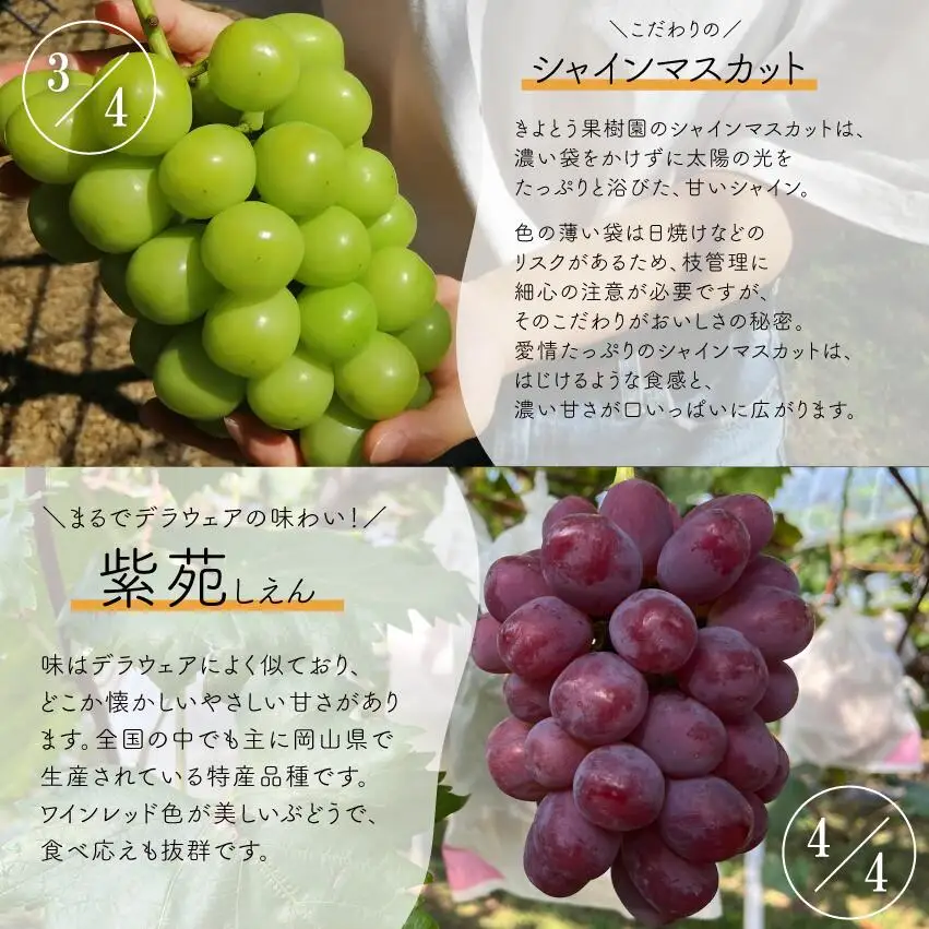 葡萄1房お試し４回便（ボッケーネ・ピオーネ・シャインマスカット・紫苑）(定期便) (岡山県産)【KF-T003-01】