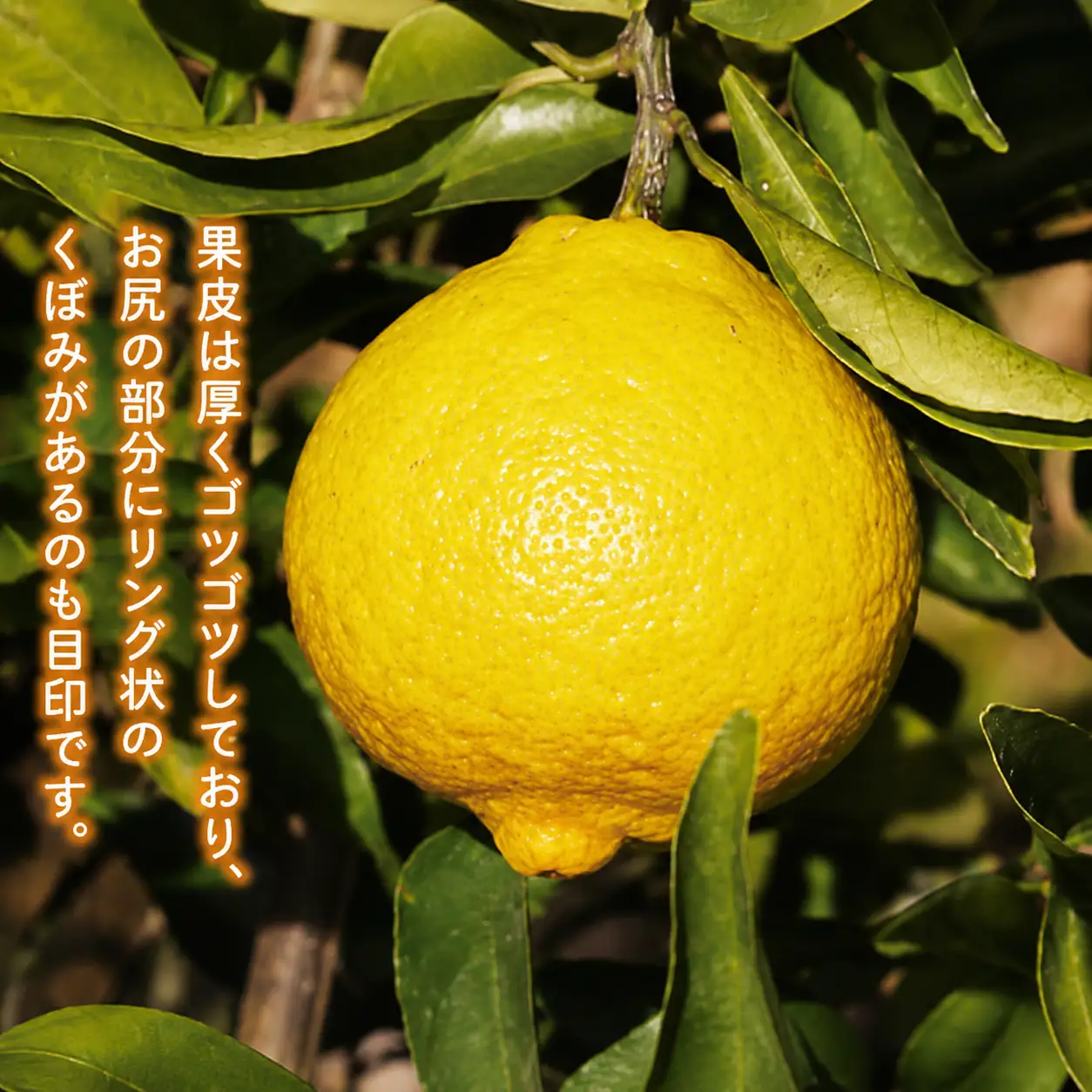訳あり はるか 1.5kg あいなんマザーズ