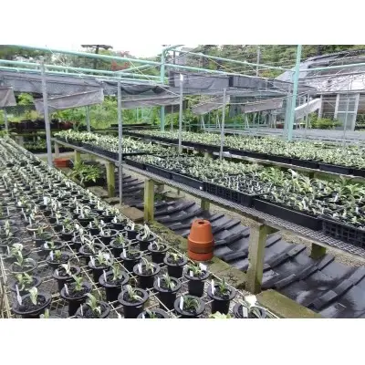 観葉植物 万年青 はじめての縁起植物 おもとデビューセット 小株・鉢仕立て