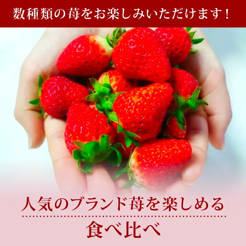 【2027年1月～発送予定】いちご ならあかりと古都華のセットいちご 約270g×2パック