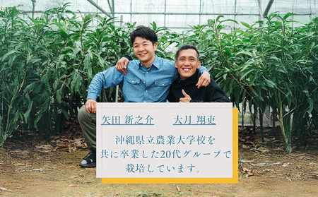 2026年7月発送　先行予約　アーウィン　冷凍カットマンゴー500g（250g×2袋） 沖縄県 名護市 マンゴー アーウィン 冷凍 フルーツ デザート スイーツ 国産フルーツ 果物 大自然 南国気分 先行予約 甘い トロピカル 産地直送 人気 贈り物 おすすめ お取り寄せ