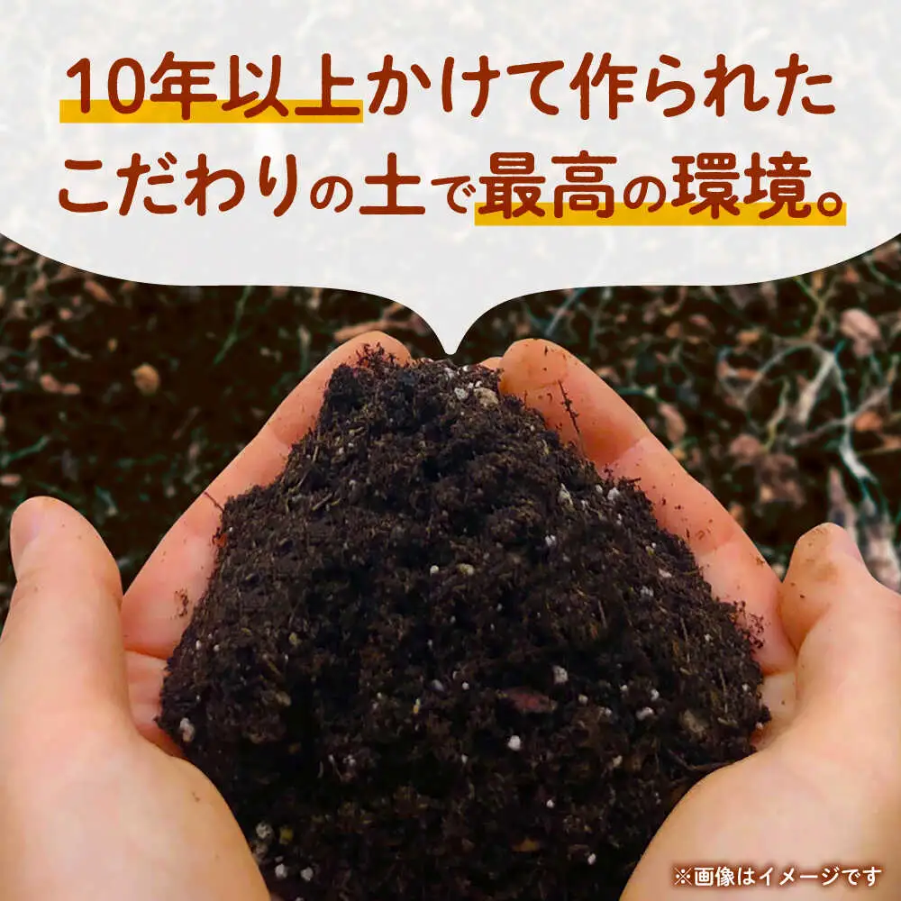 【先行予約】にんじん 約5kg 天日塩＆発酵土壌で作ったこだわりの人参 【株式会社 夢アグリ】[ZCL019]