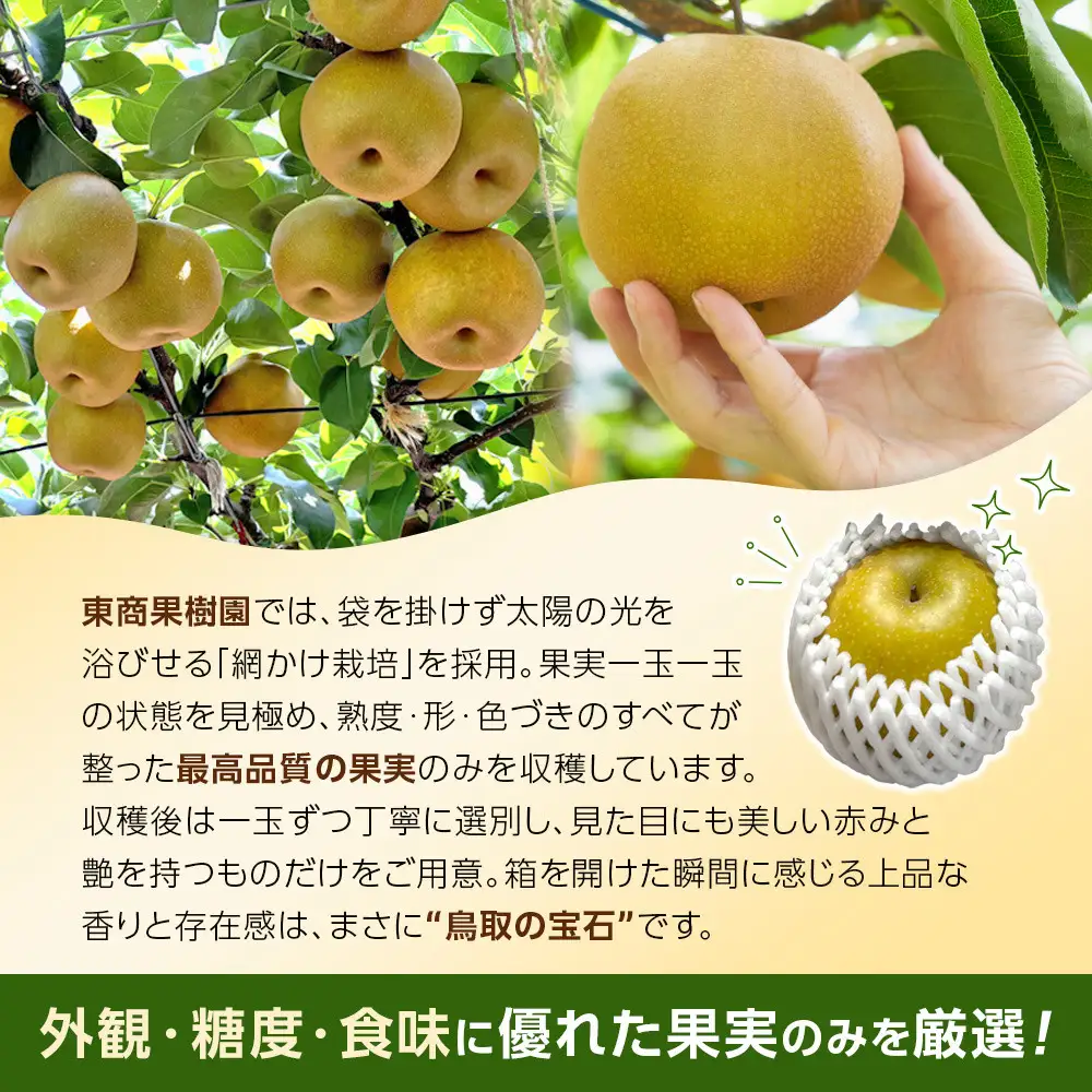 【ふるなびWEEK対象】新甘泉 3kg 先行予約 数量限定 梨