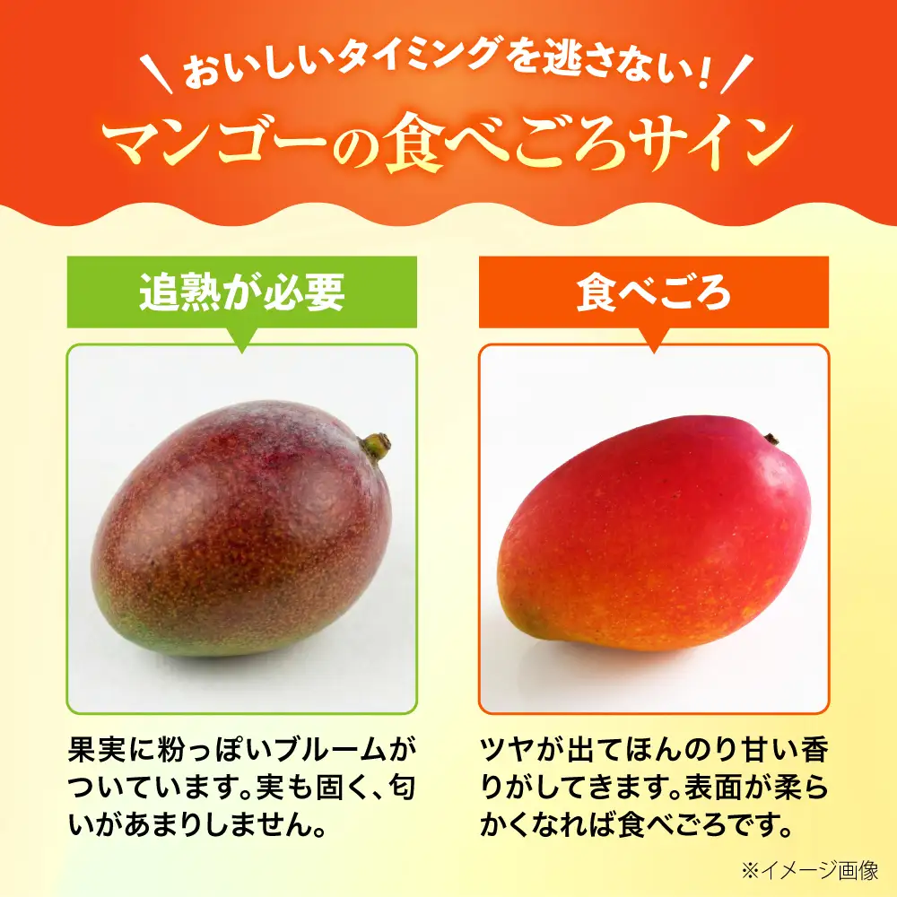 マンゴー 【2027年発送】訳ありマンゴー 沖縄 約4kg BCAA007
