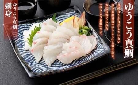 【14営業日以内発送】【premiumfishbrand】 ゆうこう真鯛 （活〆） ×1尾 （約1.5kg） 真鯛 真鯛 マダイ まだい 鯛 タイ たい ゆうこう ブランド魚 魚 海鮮 九州 長崎県 長崎市 冷蔵