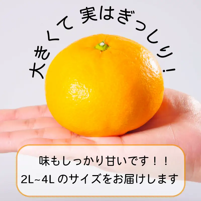 【2026年11月発送】みかん 大玉 温州みかん 5kg 2L~4L以上 くだもの 蜜柑 ミカン 小松島市