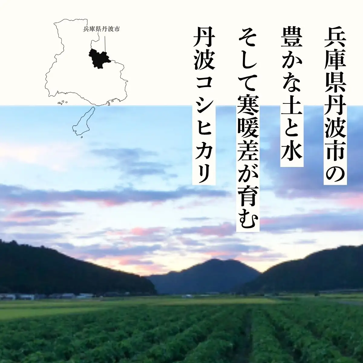 特別栽培米 丹波コシヒカリ 真空パック 5kg 〈丹波市産〉〈精米仕立て〉 白米 コシヒカリ