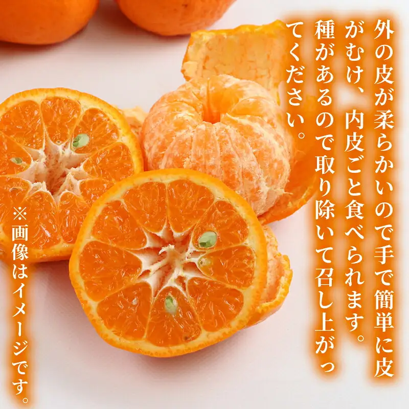 【宇和島産ポンカン】冬の柑橘ポンカン 10kg 矢野青果 B012-171031
