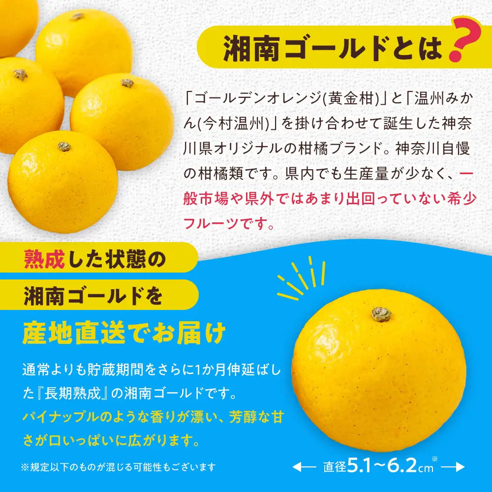 【希少フルーツ】超熟☆芳醇・湘南ゴールド(L・2Lサイズ)3kg　2027年3月下旬頃～4月上旬頃発送予定 | 湯河原町 中玉 Lサイズ 2Lサイズ 3kg 長期熟成 種なし 地域特産品