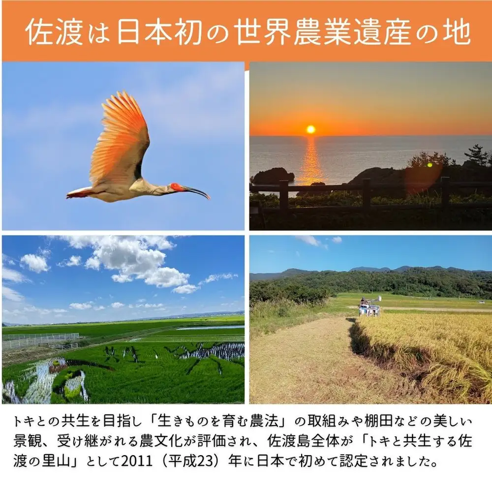 【6回定期便】令和8年産 佐渡産コシヒカリ 無洗米 合計12kg（2kg×全6回）数量限定 送料無料