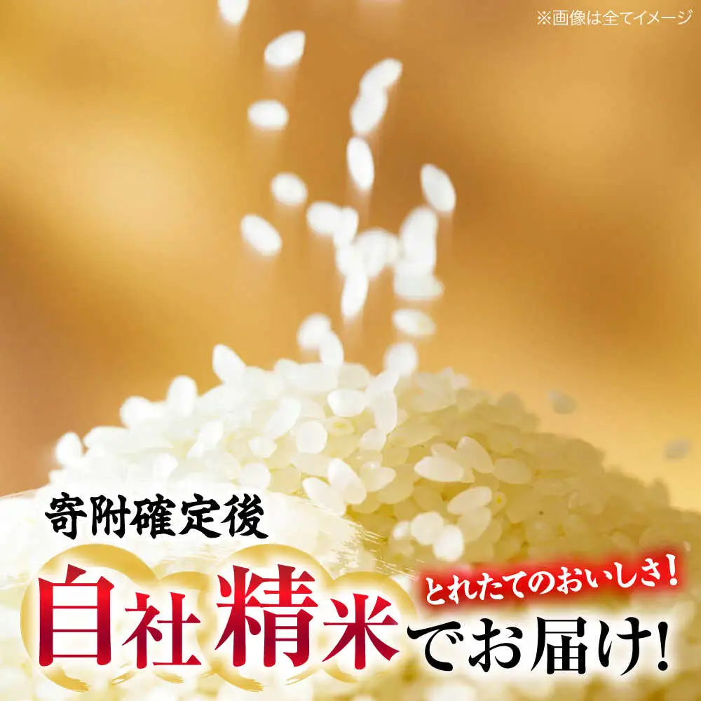 こしひかり 5kg コシヒカリ 最短3日発送 令和7年産  [APBM027]