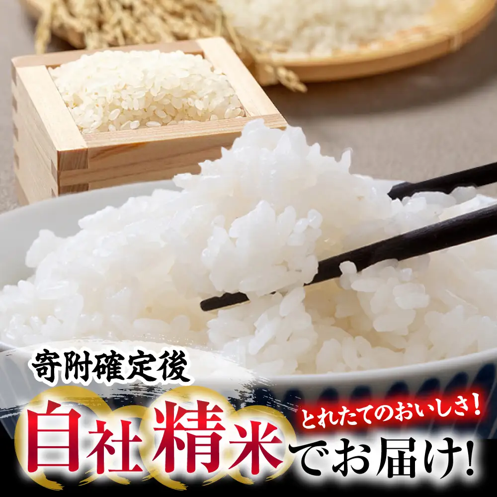 【全2回定期便】 米 盆地そだちこしひかり 5kg[APBM028]米