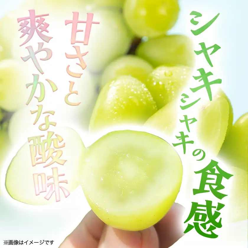 『2026年発送 先行受付』信州高山村【新鮮朝採り】シャインマスカット 2房1.1kg以上!【配送不可地域：離島】【1625531】