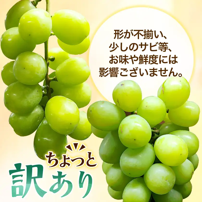 『2026年発送 先行受付』 ちょっと訳あり 信州産 新鮮朝採りシャインマスカット 2～3房1kg【配送不可地域：離島】【1625533】