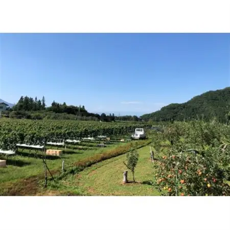 高山村産　赤ワイン　レーヴドヴァン『Reve de Vin　メルロー2023』750ml【1680458】