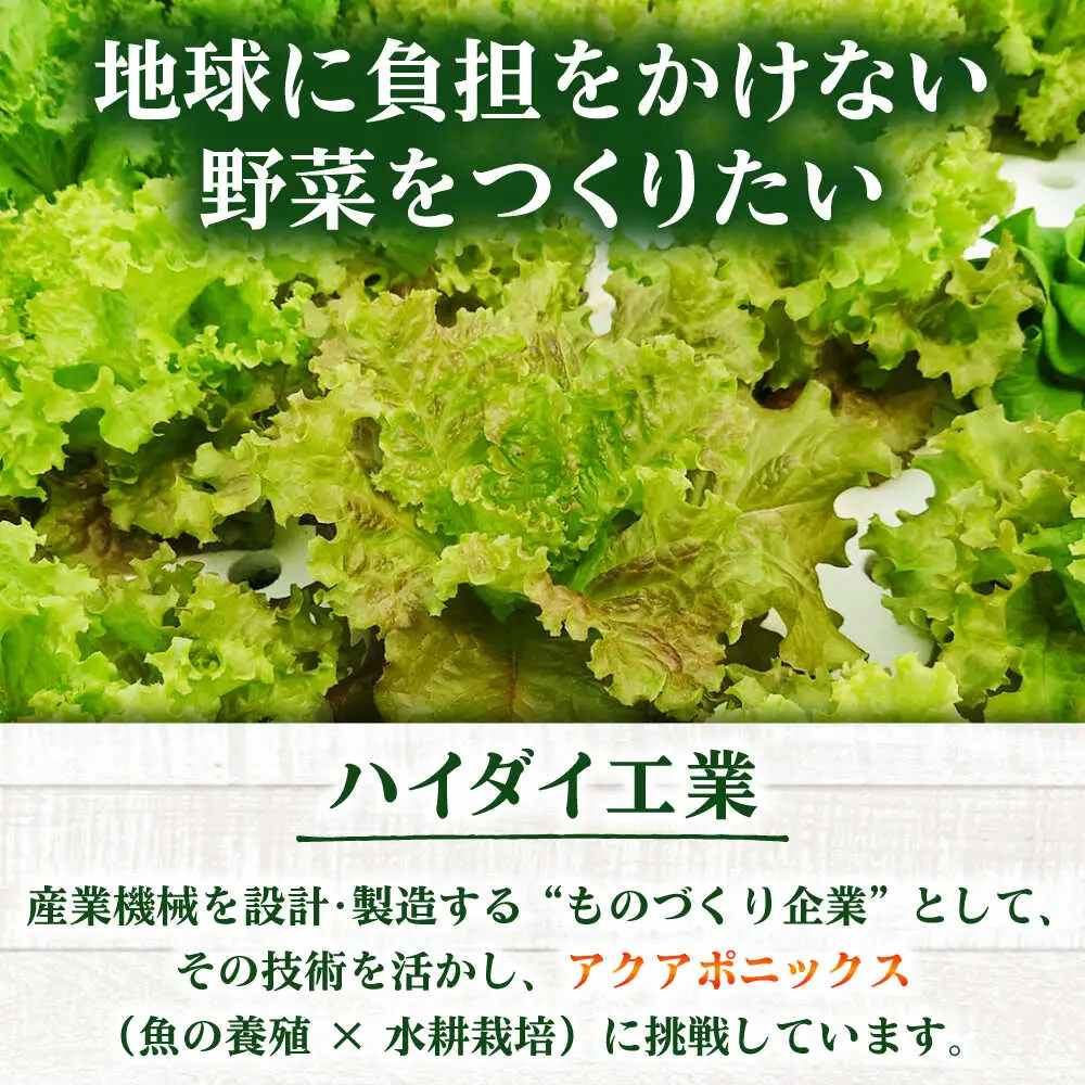 水耕栽培野菜 サニーレタス 6株[BGBT001]