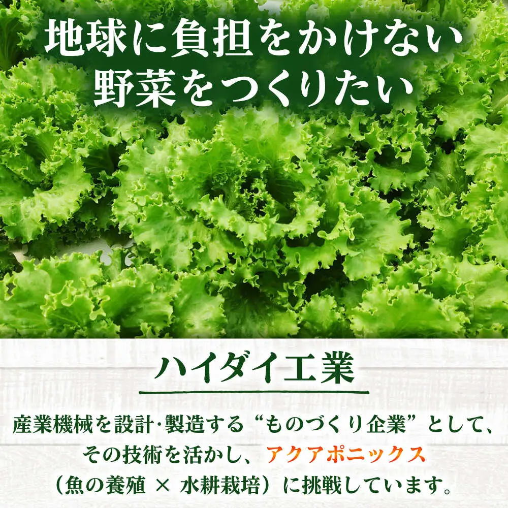 水耕栽培野菜 グリーンリーフ 6株[BGBT002]