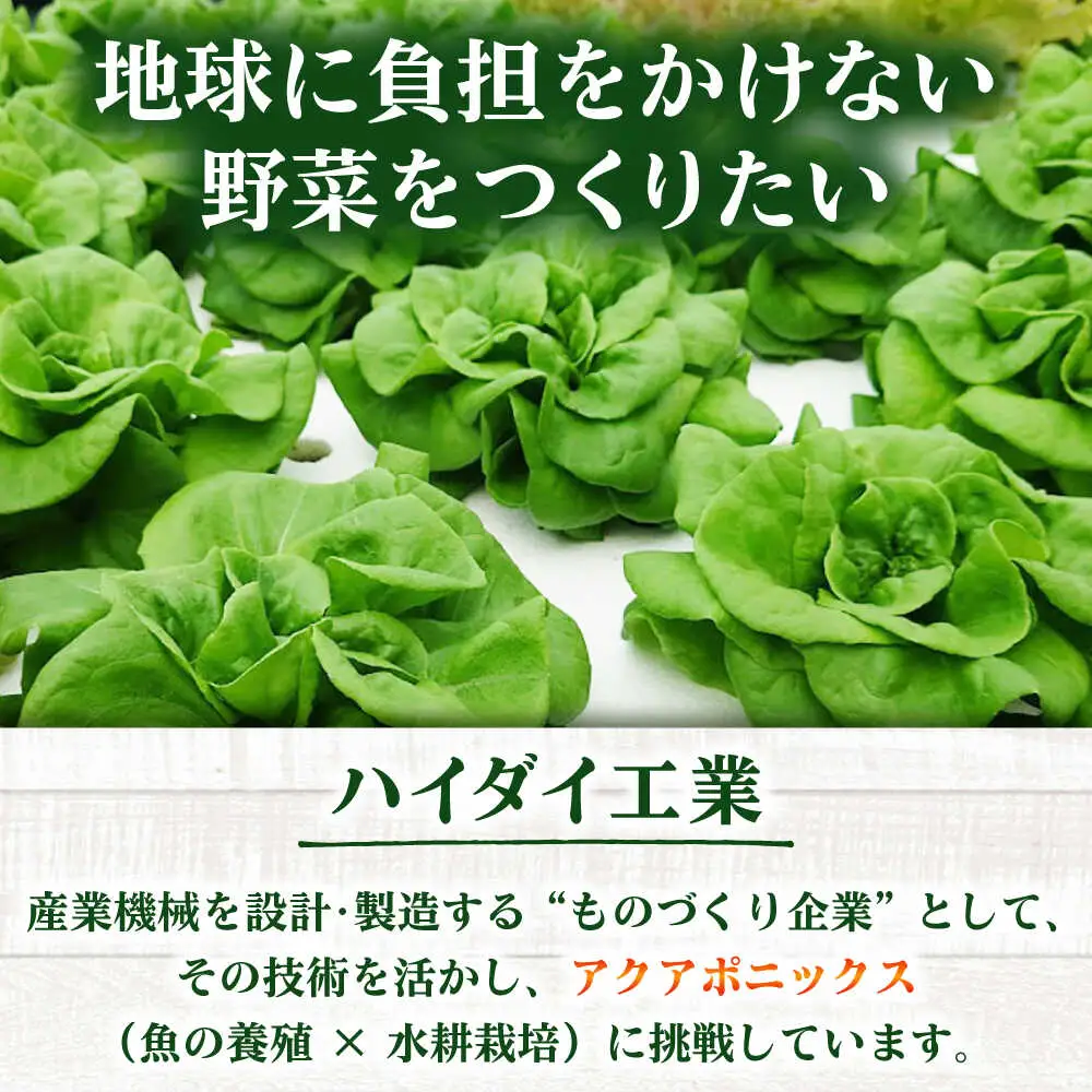水耕栽培野菜 グリーンバター 6株 [BGBT003]