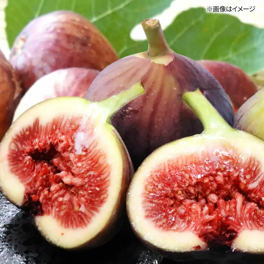 福岡県オリジナル品種　高糖度プレミアムいちじく　とよみつひめ約1.2kg／2026年9月-10月頃より発送予定 桂川町/一般社団法人地域商社ふるさぽ[ADCF015]