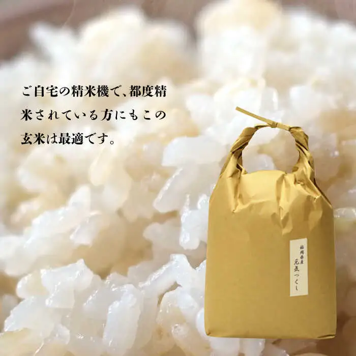 米 【特A】「元気つくし」5kg×1袋 [5kg] [玄米] [ABDF202] 令和7年産 米 ご飯 ごはん こめ コメ おにぎり