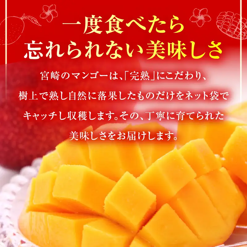 マンゴー 太陽のタマゴ 定期便 マンゴー[全3回 2027年発送先行予約 数量・期間限定]