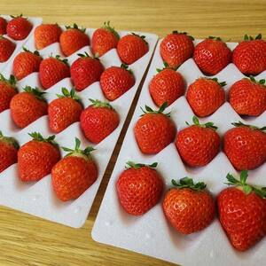 ＜無地熨斗あり＞ 2026年先行予約 北海道産いちご すずあかね 32～60粒×2箱 【2026年6月末から順次発送】 夏いちご イチゴ 苺 フルーツ 果物 ジャム スイーツ 贈答用 ギフト 国産 北海道 釧路市 いちご F5F-0107